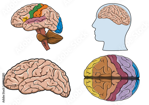 Human brain in vector