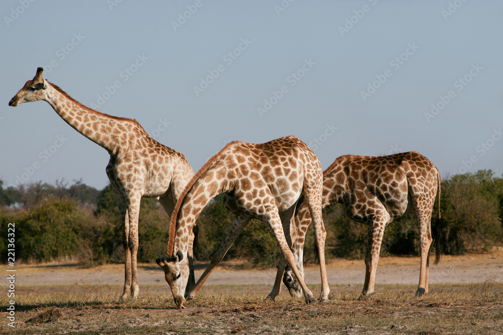 Obraz premium Giraffe