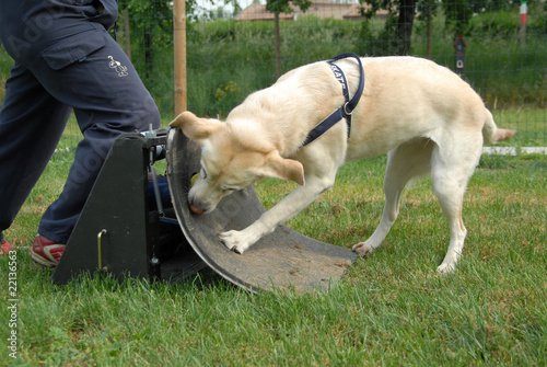 FLYBALL. photo
