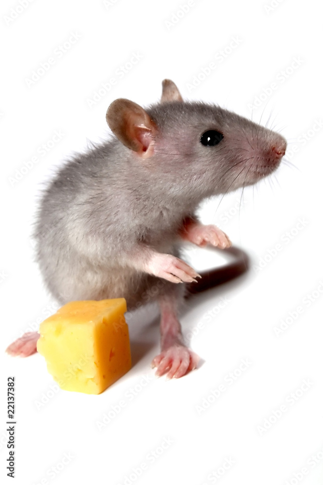 Obraz premium gray mouse and cheese