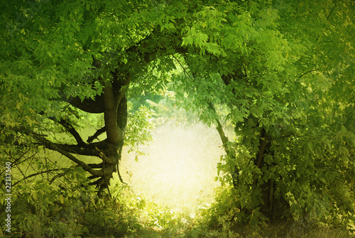 Door to the fairy land