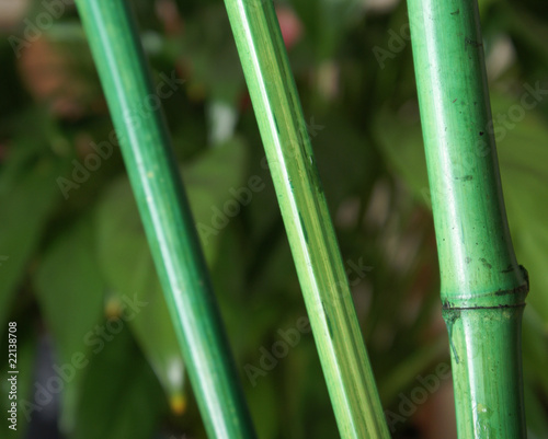 Bamboo