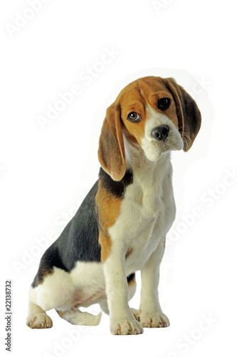 beagle attendrissant assis de face en studio sur fond blanc