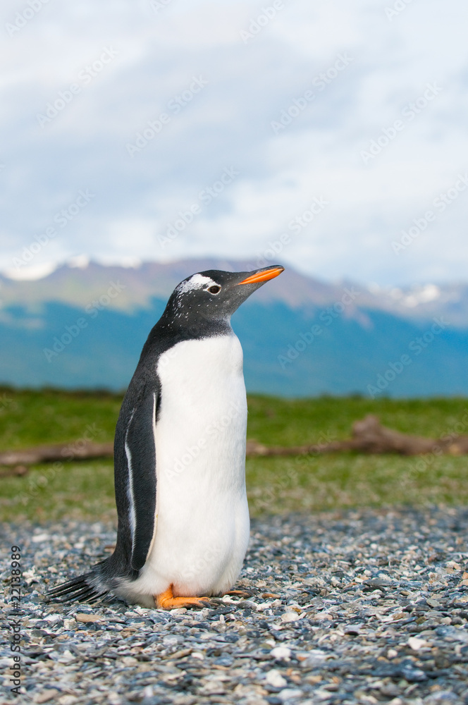 Naklejka premium gentoo penguin