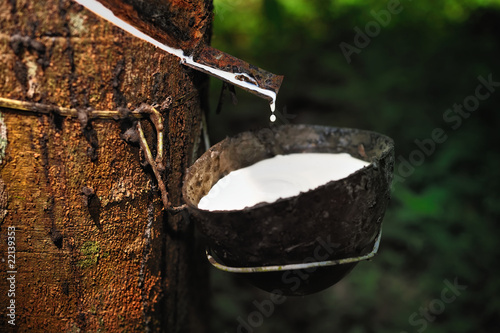 Natural Rubber photo