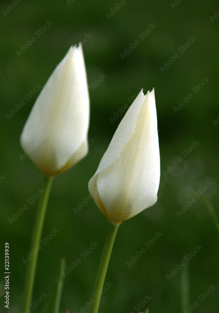 2 tulipes blanches 2 tulipes blanches