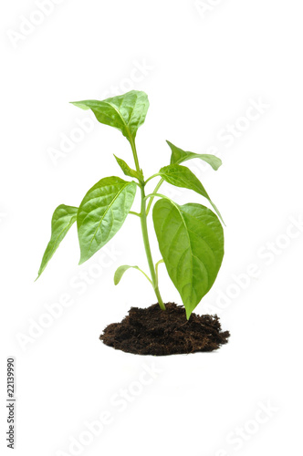 Plant in dark soil