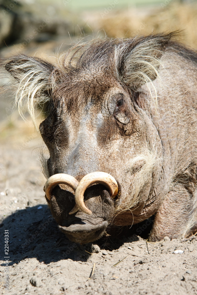Warthog or Common Warthog (Phacochoerus africanus)
