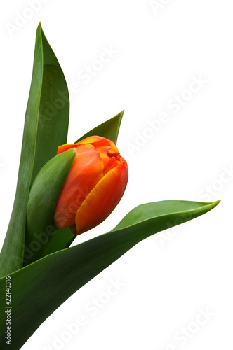 1 orange tulip