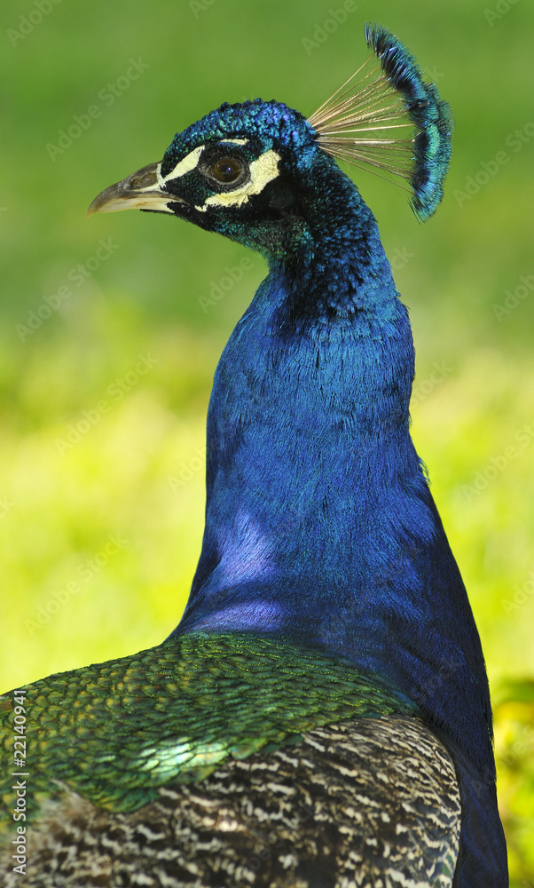 Obraz premium Buste de Paon bleu