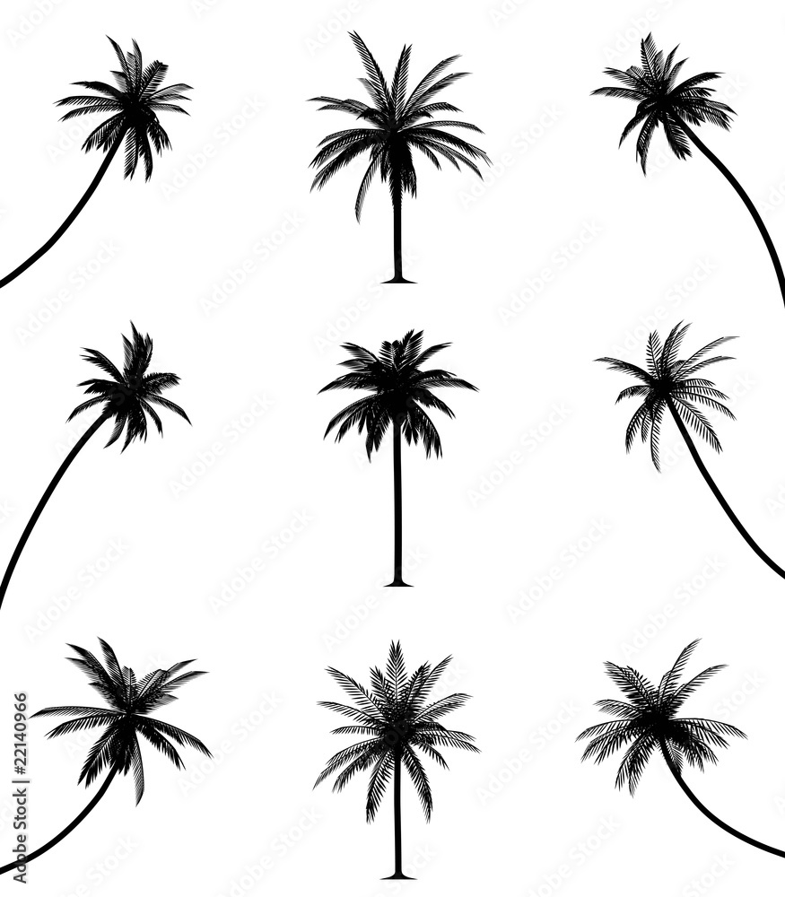 Palm trees