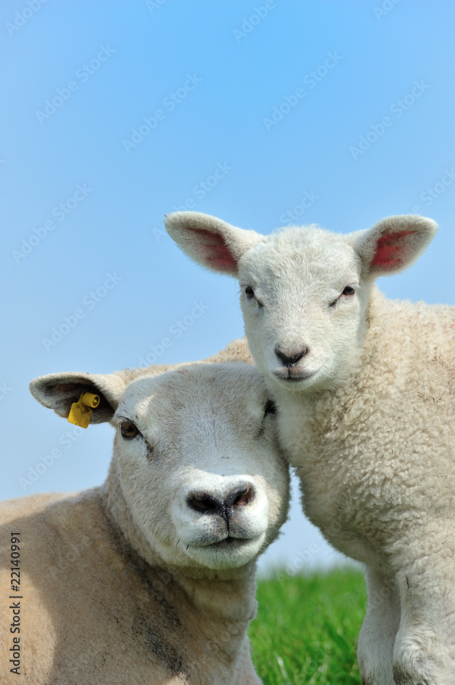 Mother sheep and her lamb in spring