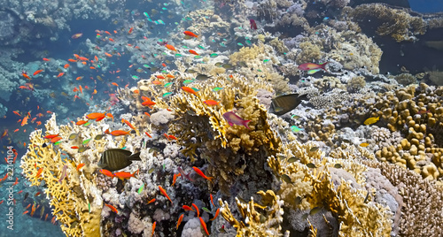 Shoal of fish on the fire coral #22141104