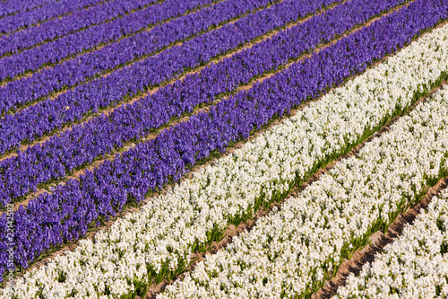 Field of violet and white flowers