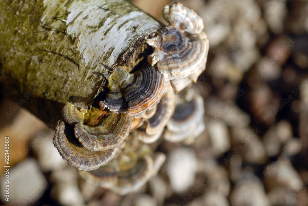 champignons champignons