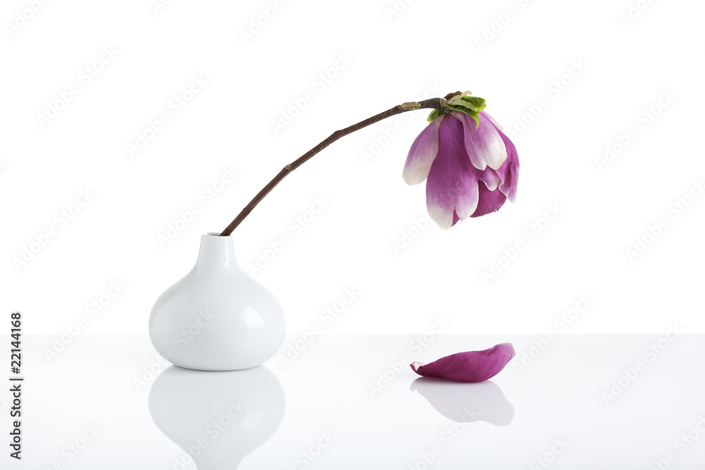 Naklejka premium wilting magnolia blossom in white vase