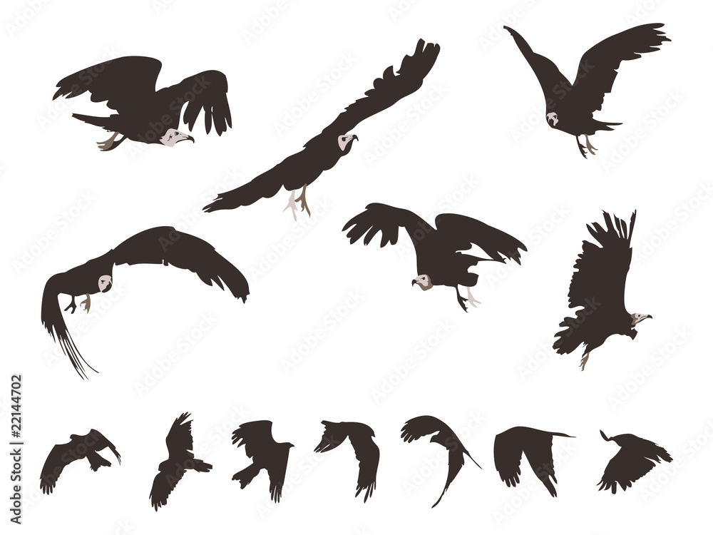 Fototapeta premium set of Black Kite (Milvus Migrans) in flight