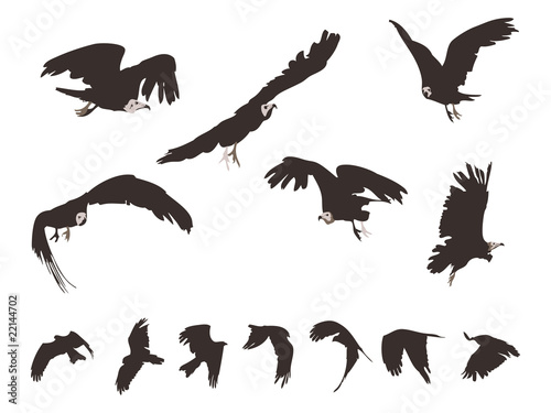 set of Black Kite (Milvus Migrans) in flight