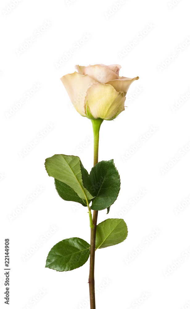Fototapeta premium rose on a white background
