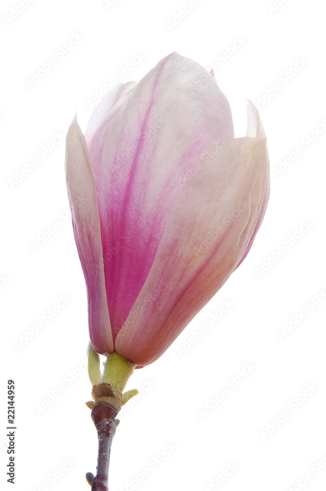 magnolia isolated on white magnolia isolated on white
