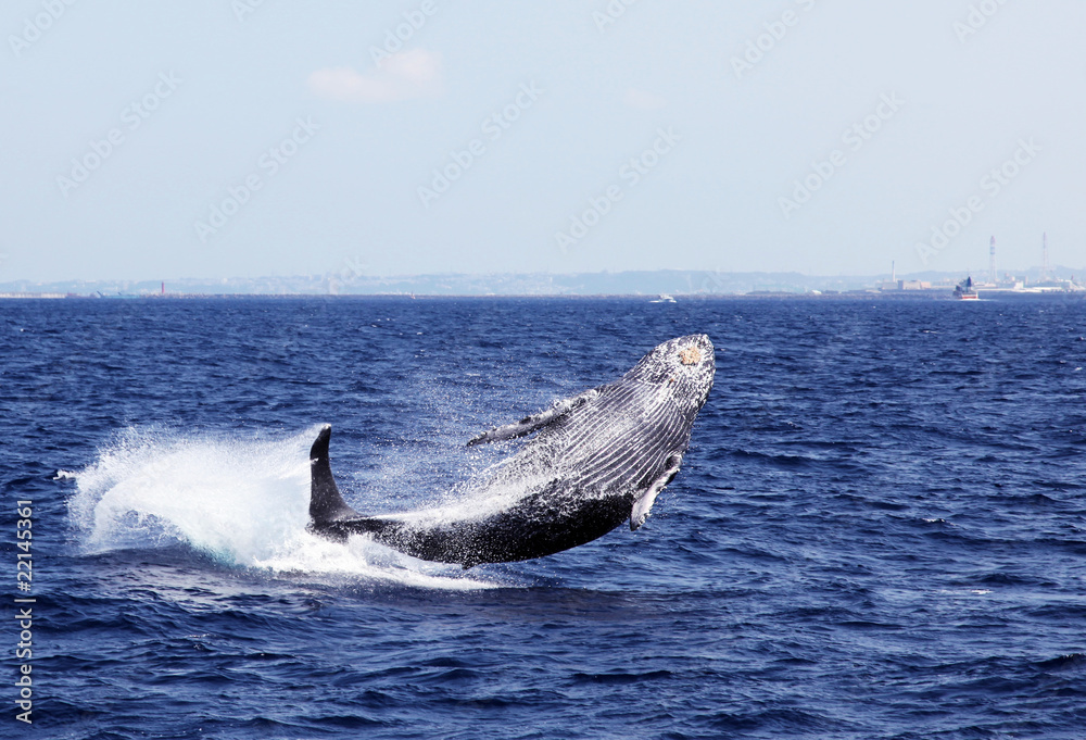 Fototapeta premium クジラ