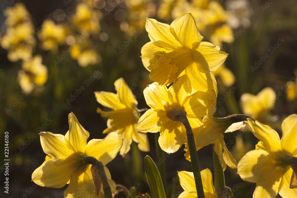 yellow narcissus flowers in the light of the sun yellow narcissus flowers in the light of the sun