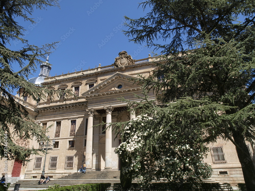 Arbol centenario y Palacio de Anaya en Salamanca