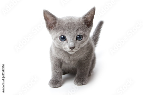 Russian blue kitten on white background