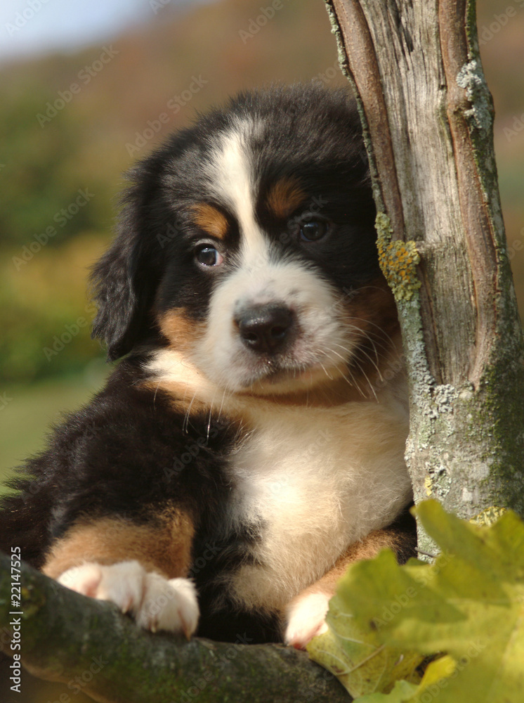 Obraz premium BOVARO BERNESE