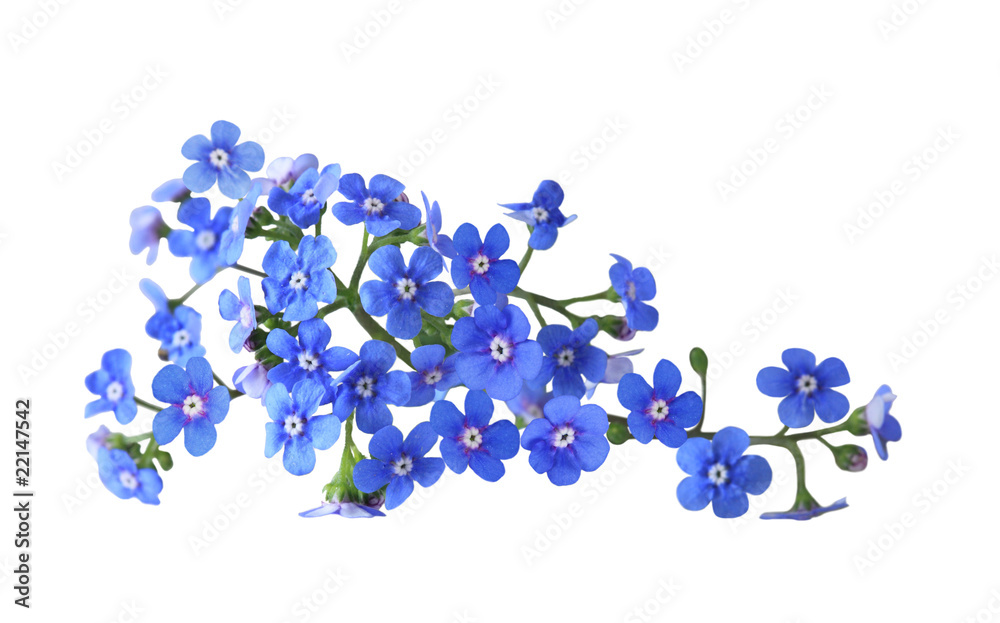 Fototapeta premium Forget me not