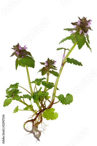 Purple Dead Nettle Wildflower photo