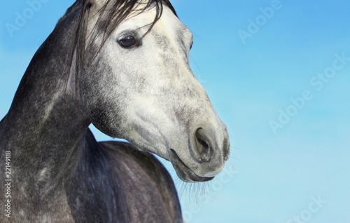 gray horse on blue