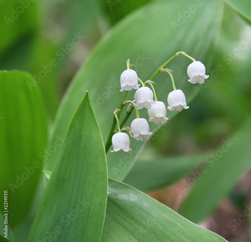Lily of the valley in a wood