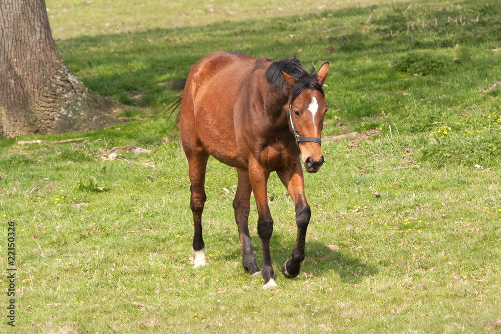 chestnut horse with black mane approaching chestnut horse with black mane approaching