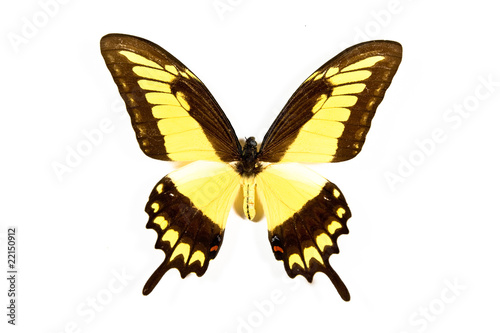 Yellow and black butterfly Papilio thoas isolated