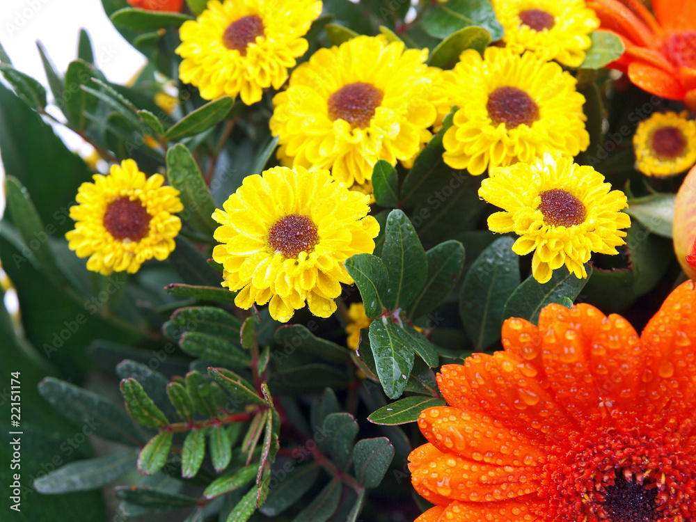 flower garden flower garden