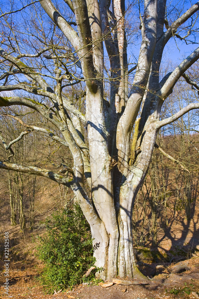 france,île de france,78 : hêtre en forêt france,île de france,78 : hêtre en forêt