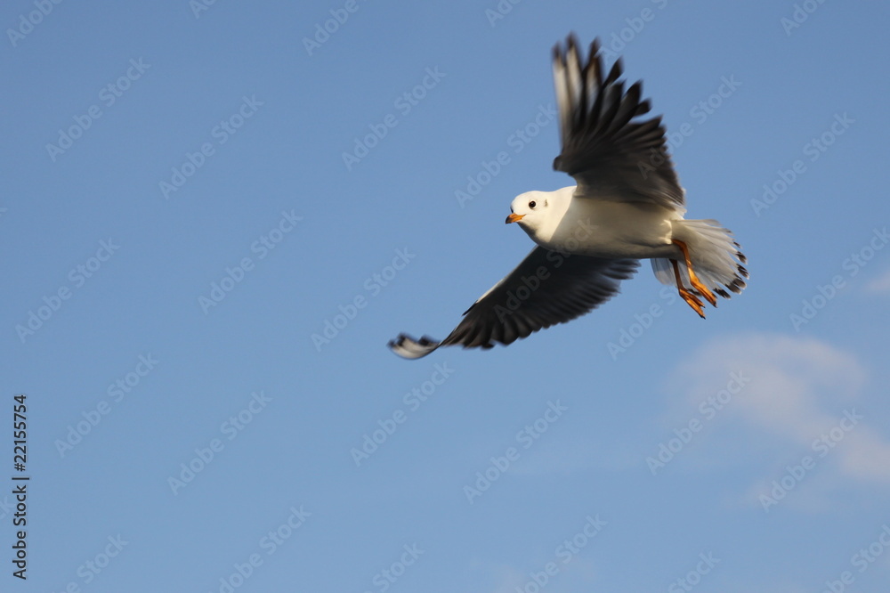 Obraz premium Martı