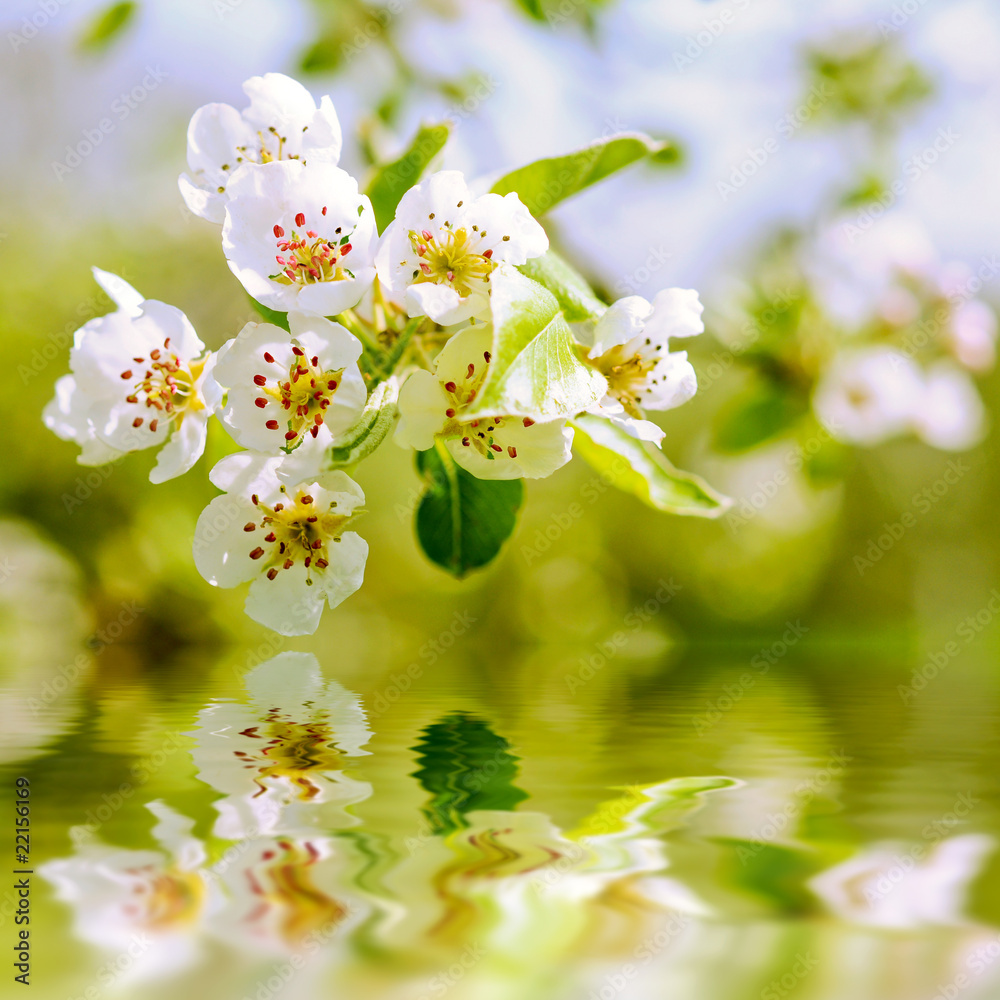 Fototapeta premium apfelblüte im frühling