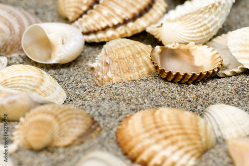 Shells souvenirs on beach