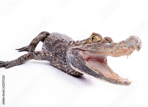 close-up of alligator on the white background