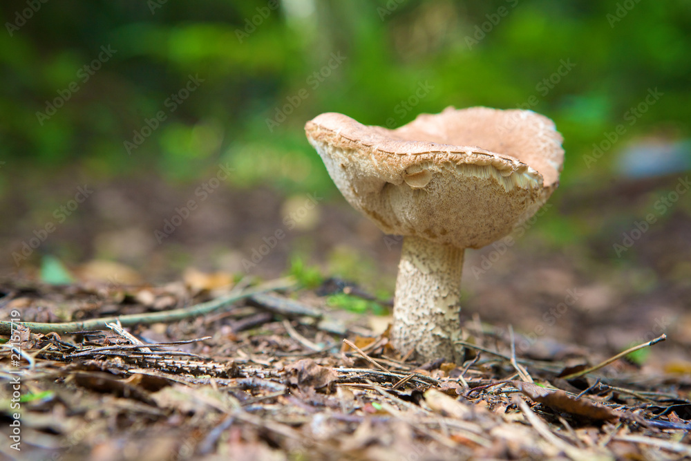 Fototapeta premium Fungus