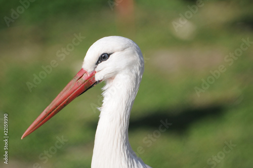 Storch