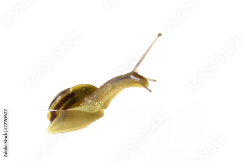 snail isolated on the white