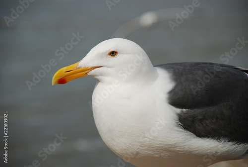 Seagull