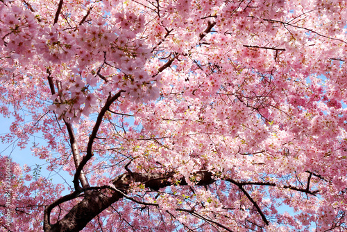 Photo cherry blossom background