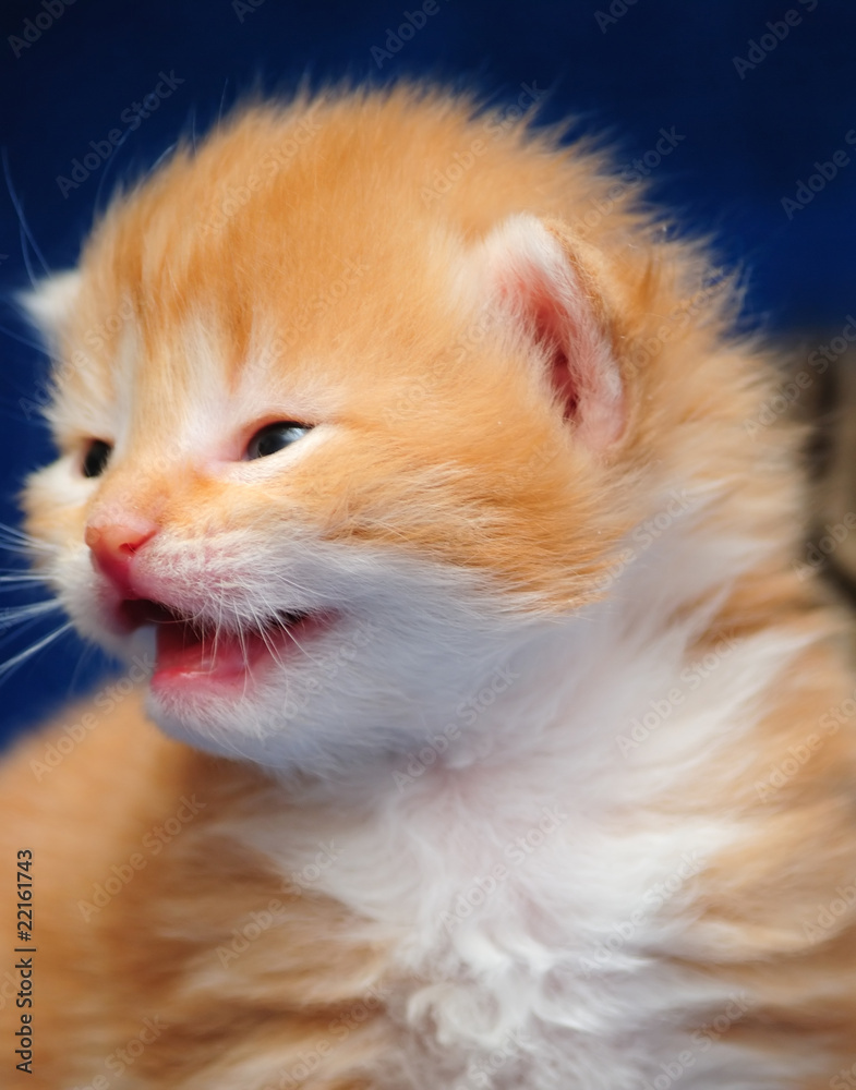 Red kitten on a blue background