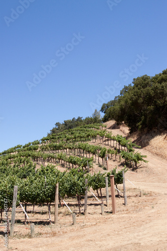 Napa Valley vineyard