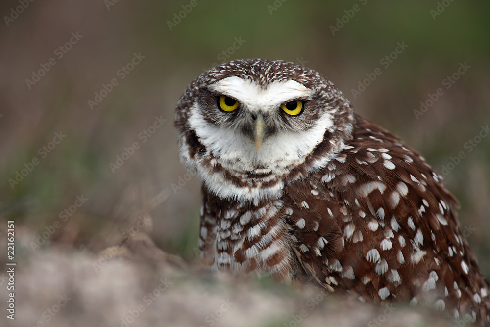 Obraz premium Angry Burrowing Owl