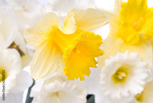 Murais de parede bouquet from white and yellow narcissus